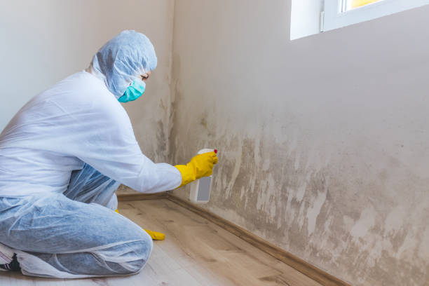 Licensed Mold Remediation service in Texas, TX - 24 Hour Mold Removal